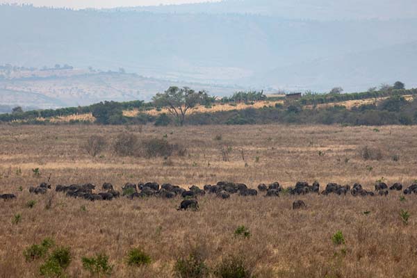 Foto di Herd of buffaloes in Akagera National ParkAkagera - Ruanda