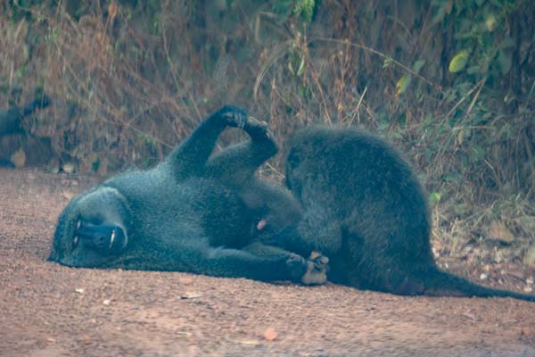 Foto di Baboons playing on a road in Akagera National ParkAkagera - Ruanda