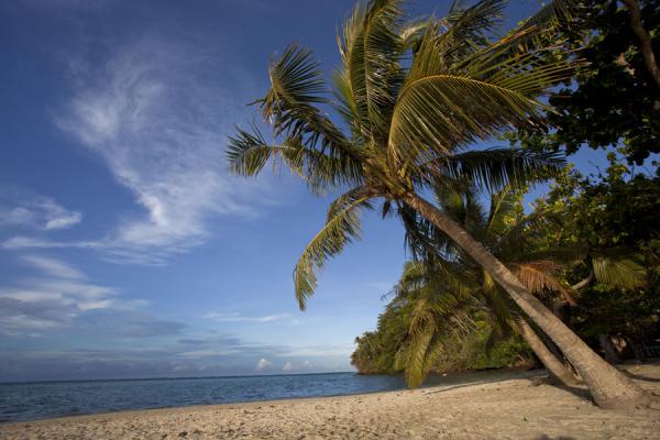 Picture of Namua island (Samoa): White sand beach of Namua island with palmtree hanging over it