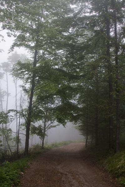 Trees in the fog in Slovak Paradise | Paradiso slovacco parco nazionale | Slovacchia