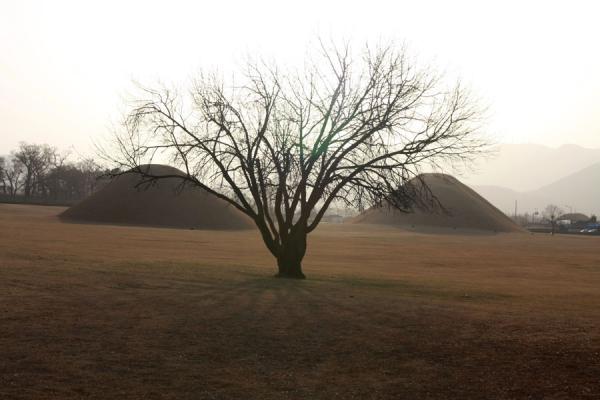 Tree and tumuli: typical view in Gyeongju | Gyeongju | Zuid Korea