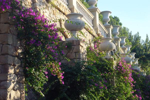 Foto van Flowers in Montjuic, Barcelona - Spanje - Europa