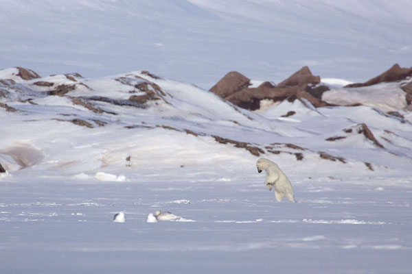 Polar bear jumping on a seal | Ekmanfjorden | 