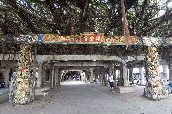 Picture of The 300 year old banyan tree on Baisha islandPenghu Islands - Taiwan