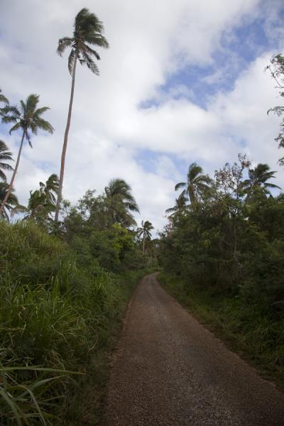 Road through the landscape of Vava'u, rich in palm trees | Vava'u Island | Tonga