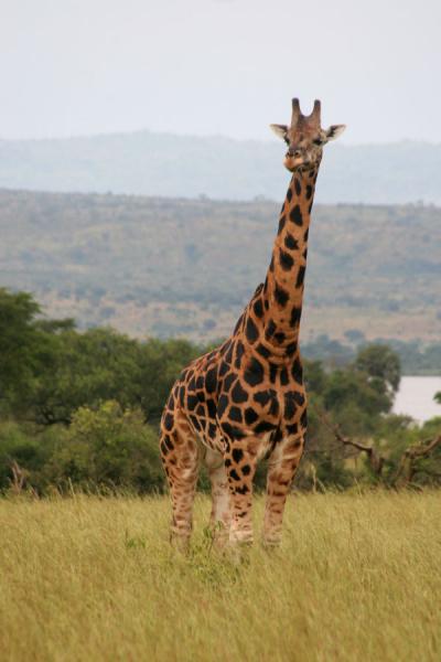 Giraffe standing out of the plains | Murchison Falls Safari | Uganda