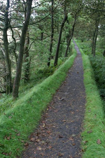 Hadrian's Wall running right through the woods | Hadrian's Wall | United Kingdom