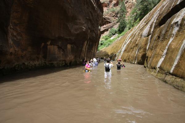 People wading through Virgin River Canyon north of the Temple of  Sinawava | Zion National Park | United States