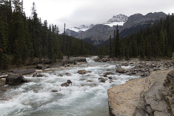 Picture of Jasper Banff National Parks (Canada): View of Mistaya river with trees and mountains