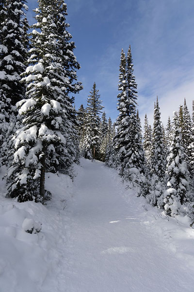 Picture of Jasper Banff National Parks (Canada): Winter landscape on the way to Lake Peyto