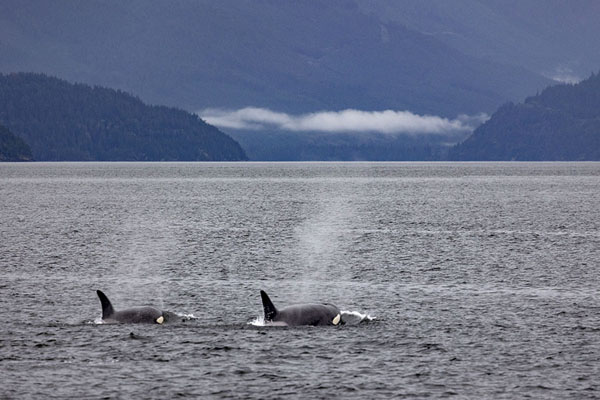 Picture of Two orcas swimming into Howe SoundVancouver - Canada