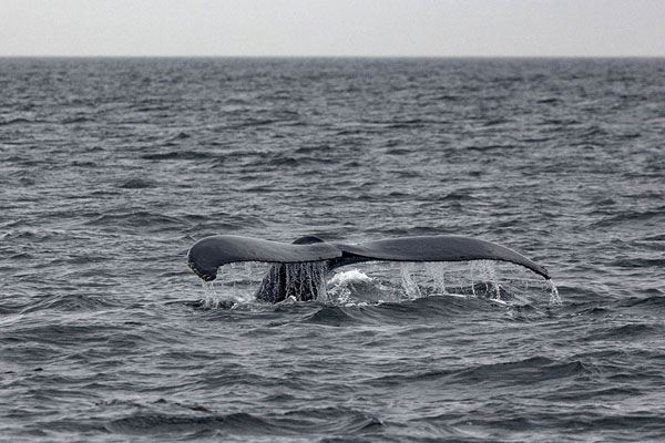 Picture of Humpback whale showing its tail in the Strait of GeorgiaVancouver - Canada