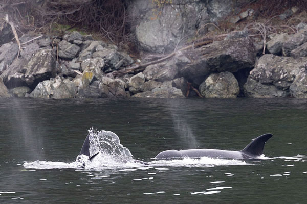 Picture of Orcas with spray in Howe SoundVancouver - Canada