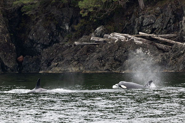 Picture of Orcas with spray near the coastline in Howe SoundVancouver - Canada