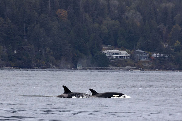 Foto de Two orcas swimming inside Howe SoundAvistaje de ballenas - Canada