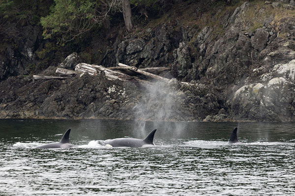 Picture of Three orcas swimming in Howe Sound with spray above themVancouver - Canada