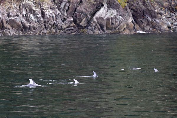 Foto di Small pod of Pacific white-sided dolphins swimming in Howe SoundOsservazione delle ballene - Canada